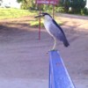 larger white and black bird with longer beak sitting on a blue sign