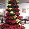 Poinsettia tree created using red and cream flowers in pots.