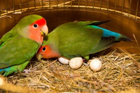 Two lovebirds with eggs in their cage.