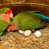 Two lovebirds with eggs in their cage.