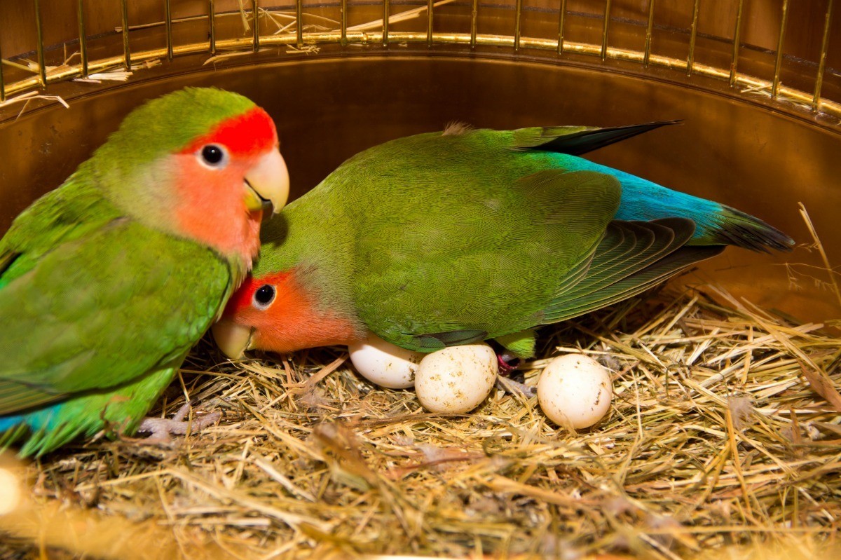 Understand Lovebird Behavior ThriftyFun