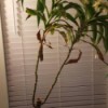 plant with tall stalk and long drooping leaves at the top