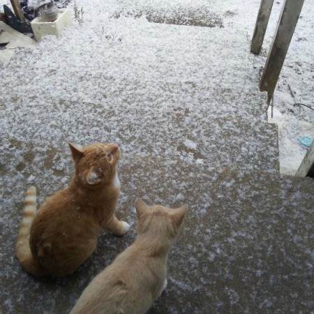 Bailey and Emory on the porch watching the snow