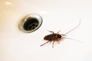 A cockroach in a white kitchen sink.