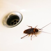 A cockroach in a white kitchen sink.
