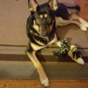 Finding a Vet That Accepts Payments