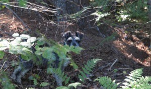 Schnauzer in the ferns and bushes