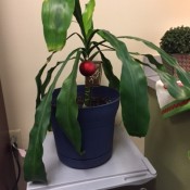 Plant with green, droopy leaves.