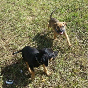 black and tan puppy and a light brownish tan and black pup