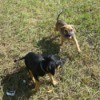 black and tan puppy and a light brownish tan and black pup