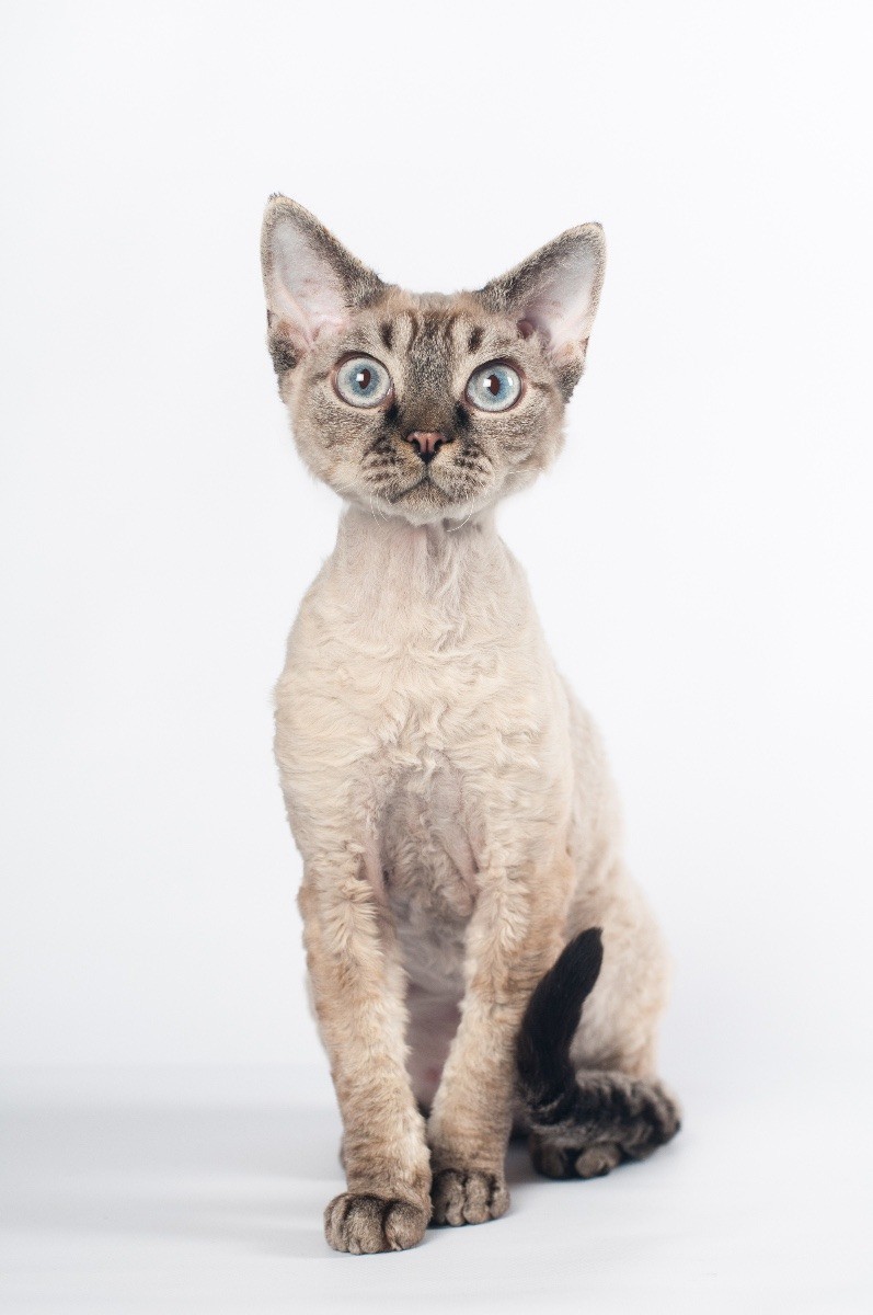 Breed Information: Devon Rex | ThriftyFun