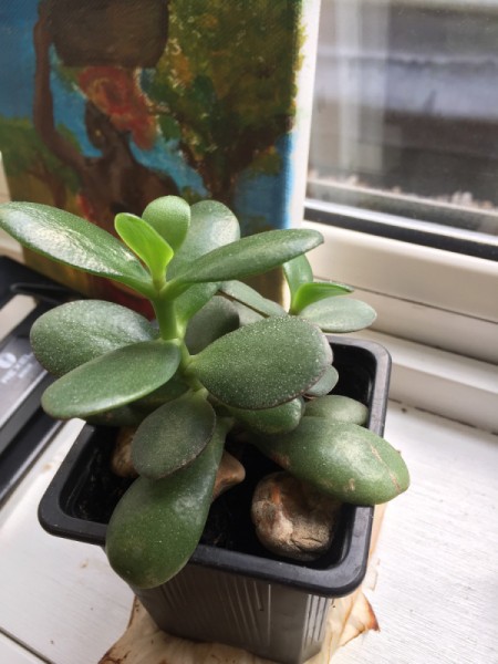 Identifying a Houseplant - succulent that appears to be a jade plant