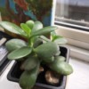Identifying a Houseplant - succulent that appears to be a jade plant