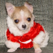 Doodlebug (Chihuahua)