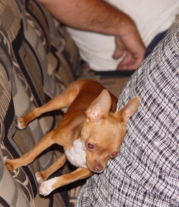 Millie (Chihuahua)