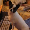 Mitzi (Chihuahua)