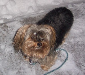 Tessa In The Snow (Yorkie)