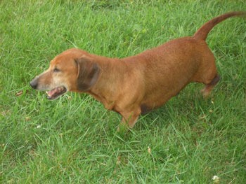 Baron - Dachshund