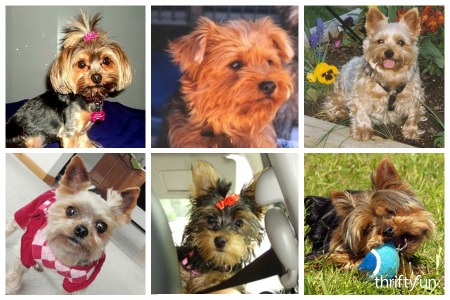 Yorkshire Terrier Breed Information