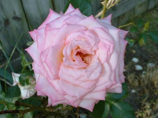 Extending The Bloom Season Of Roses - example of this variety's bloom