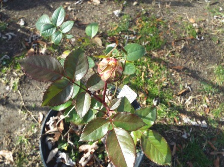 Extending The Bloom Season Of Roses - bud on young rose plant in pot
