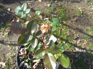 Extending The Bloom Season Of Roses - bud on young rose plant in pot