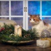 A cat looking intently at a burning candle.