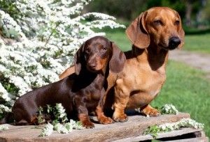 Two different breeds of dachshunds