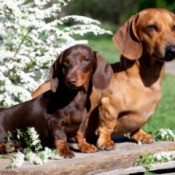 Two different breeds of dachshunds