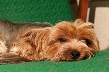 A Yorkshire terrier laying on a green chair.