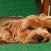 A Yorkshire terrier laying on a green chair.