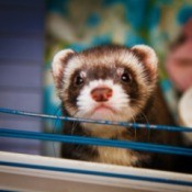 A ferret in a wire cage.