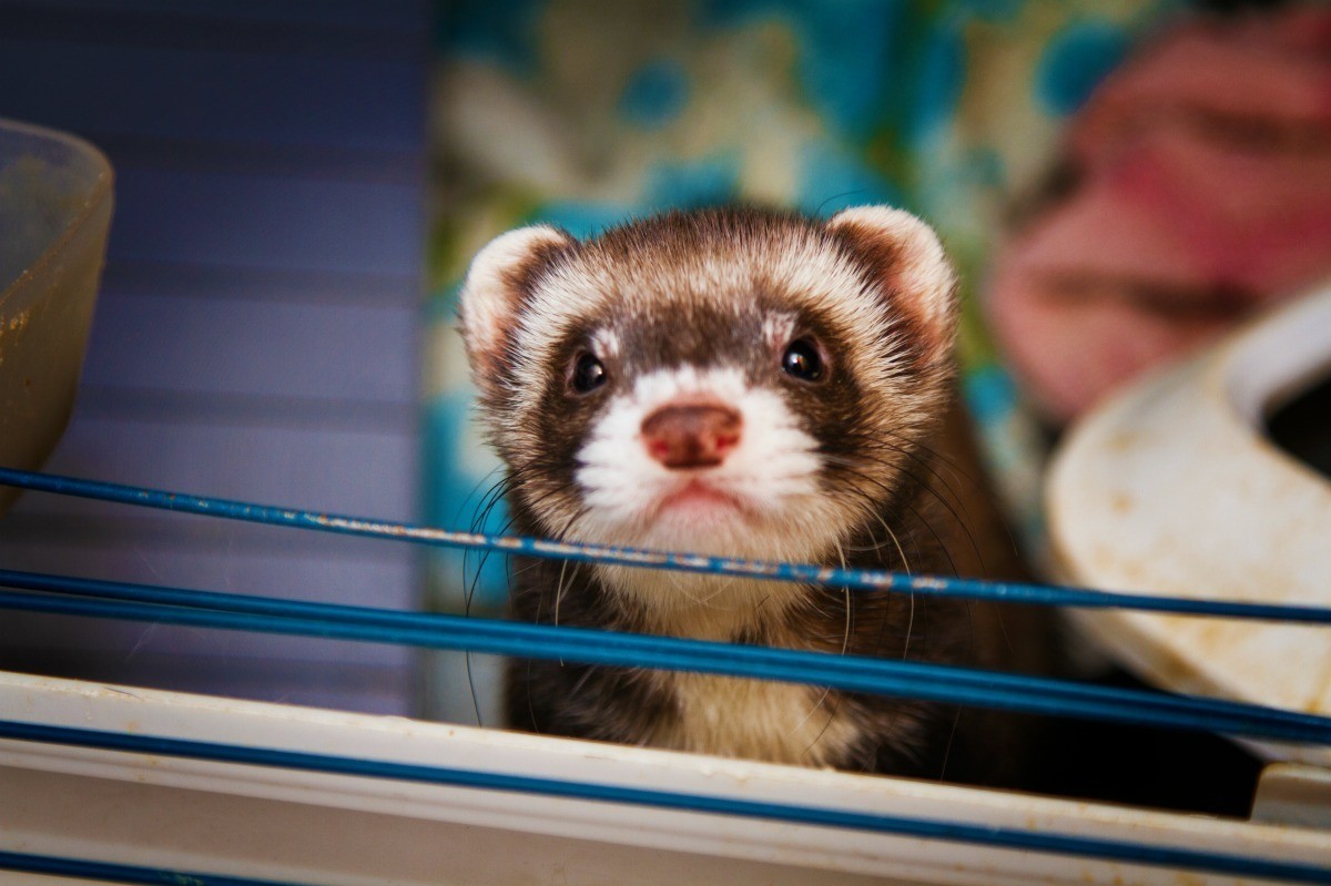 Caring for Pet Ferrets ThriftyFun