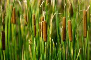 A row of cattails growing in a lake.