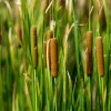 A row of cattails growing in a lake.
