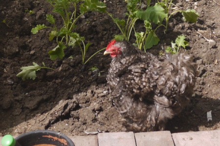 Gardening with the Chicken - black and white chicken near kale patch
