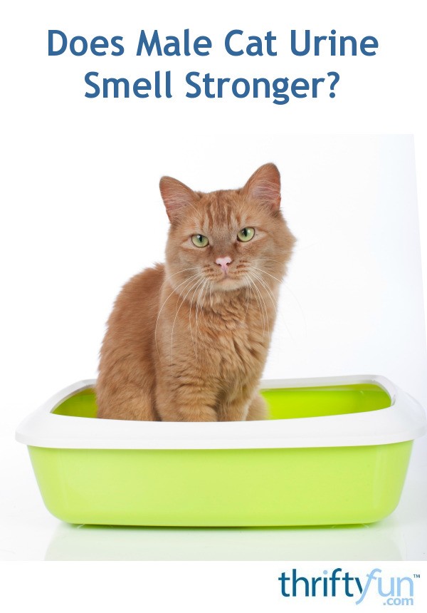 Does Male Cat Urine Smell Stronger ThriftyFun