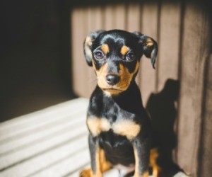 A Dachshund Chihuahua mix dog sitting on a deck.