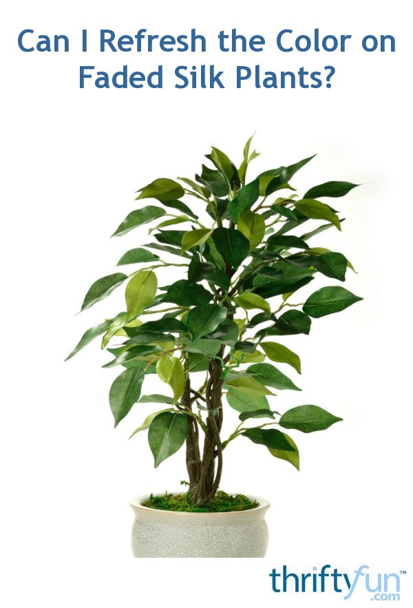Can I Refresh the Color on Faded Silk Plants? ThriftyFun