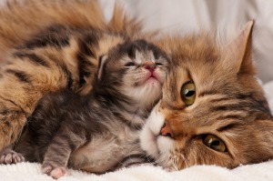 A momma cat laying with a kitten.