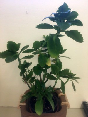 What Is This Houseplant? green leafed plant with scalloped edges on top leaves