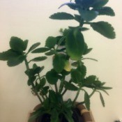 What Is This Houseplant? green leafed plant with scalloped edges on top leaves