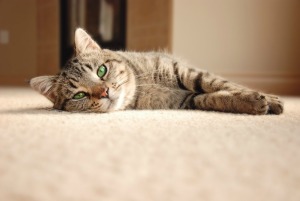 A cat laying on carpet.
