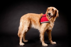 A golden retreiver service dog.