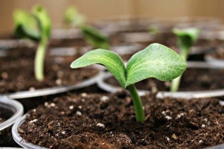 Plant seedlings.