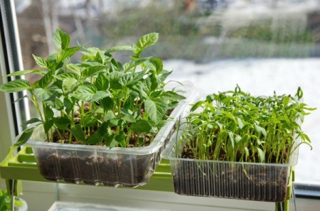 Seedlings on a window sill.