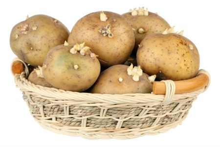 Sprouting potatoes in a bowl.