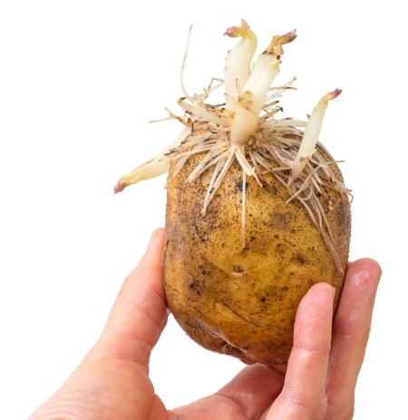 A sprouting potato.