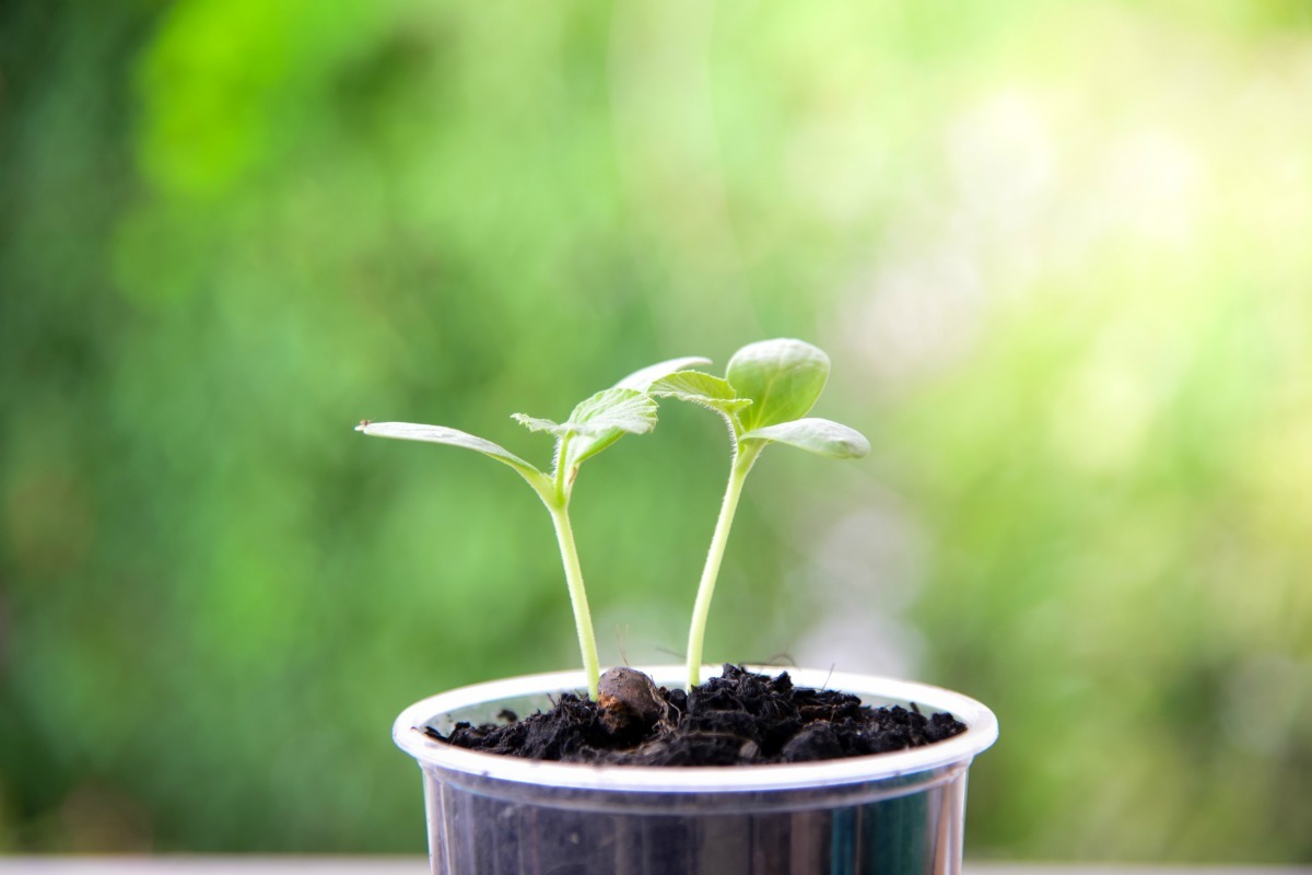 Sprouting Seeds ThriftyFun