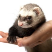 A hand holding a pet ferret.